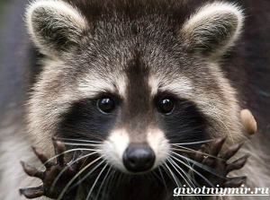 Новый рисунок.png