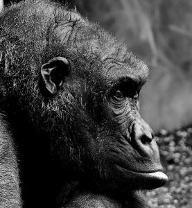 gorilla-2943573_1280.jpg