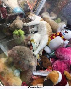 Главный приз.jpg