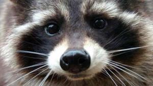 Новый рисунок (6).jpg