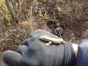 ящерка из под земли.jpg