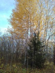 золотая осень.jpg