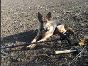 пес камрад.png