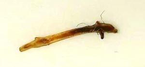 Новый рисунок (2).jpg