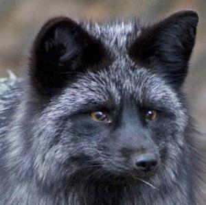 Новый рисунок.jpg