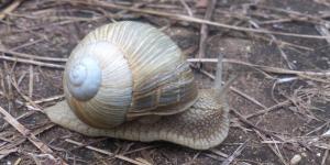 виноградная улитка.jpg