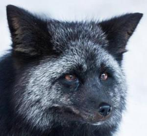 Новый рисунок (1).jpg