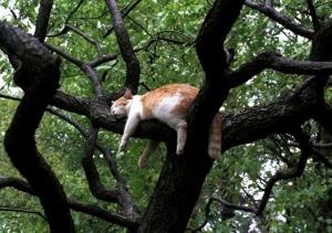 мирный сон.jpg