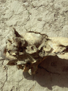 Снимок экрана (1097).png