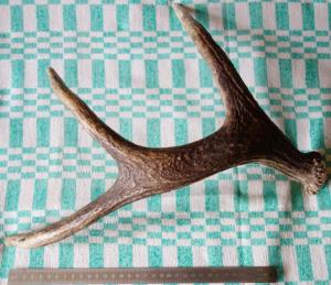 DSC05114_новый размер.JPG