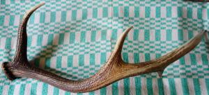 DSC05073_новый размер.JPG