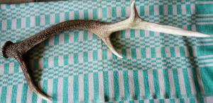 DSC05066_новый размер.JPG