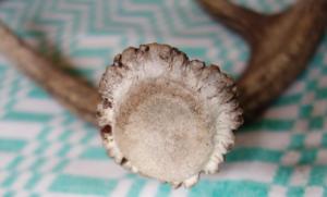 DSC05123_новый размер.JPG