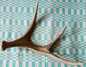 DSC05121_новый размер.JPG