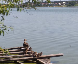 Скриншот 08-06-2020 160801.png