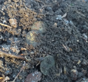 Скриншот 18-11-2020 163646.png