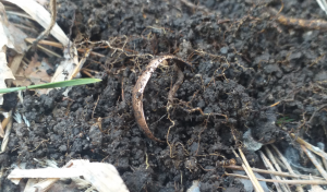 Скриншот 17-04-2021 113632.png