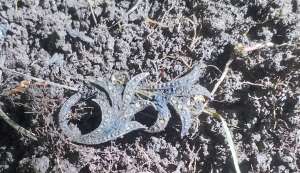 Скриншот 24-05-2021 153311.png