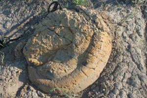 отходы динозавра.jpg