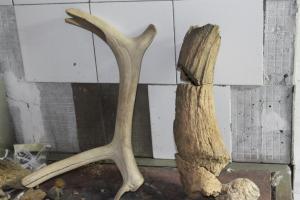 олень и бизон.JPG