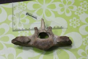 мамонт позвонок хвост.JPG