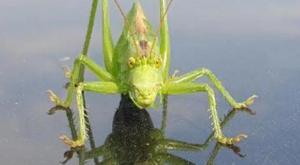 Новый рисунок (1).jpg