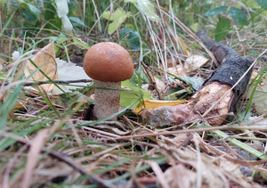 Скриншот 08-09-2021 135609.png