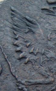 Перелом  крыла.jpg