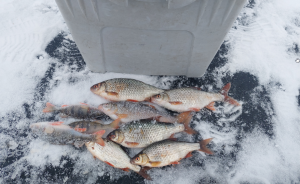 Скриншот 15-12-2021 164641.png