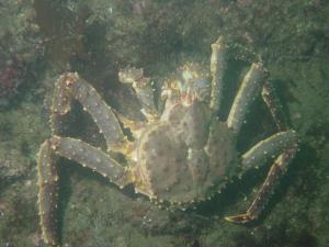 баренцево море -краб.jpg