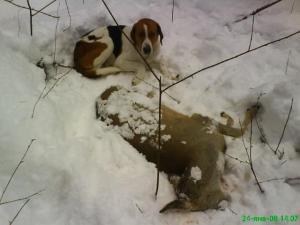 охота на косулю-1.jpg