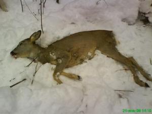 охота на косулю-2.jpg