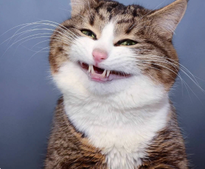 Screenshot 2021-12-27 at 23-38-07 Золотая тёща.png