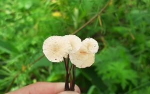 чесночники 24.07..jpg