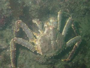 баренцево море -краб.jpg