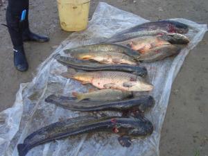 подводная охота на Ахтубе -2.jpg