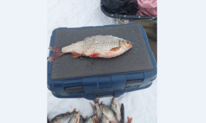 Скриншот 23-12-2022 143115.png