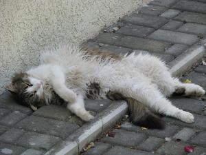 Кошка Малышка.JPG