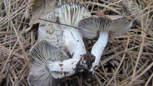 IMG_4093 - копия - копия.JPG