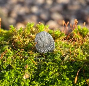 eZy Watermark_15-12-2021_05-02-16PM.jpeg