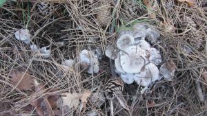 IMG_4095 - копия.JPG