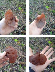 Дерево с ушами.jpg