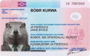 курва бобр.jpeg