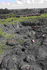 IMG_20230603_144233_480 (2).jpg