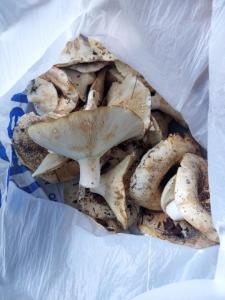 Изображение WhatsApp 2023-08-14 в 12.56.14.jpg