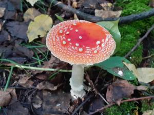 мухомор авг (1).jpg