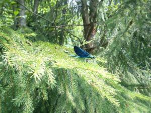 Квадрокоптер )).jpg