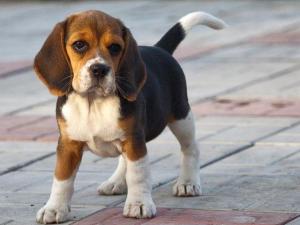 418862f6d8ccefbe67a067fb6247960b--beagle-pups-beagles.thumb.jpg.0680eebc2fb821977e3e588cf9daf568.jpg
