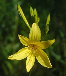 550px-Hemerocallis_lilioasphodelus.jpg