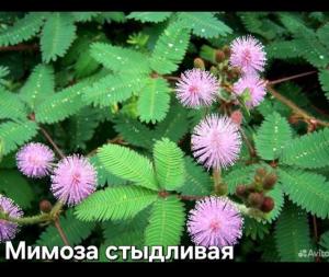 Screenshot_20240511_201649_Yandex Start.jpg